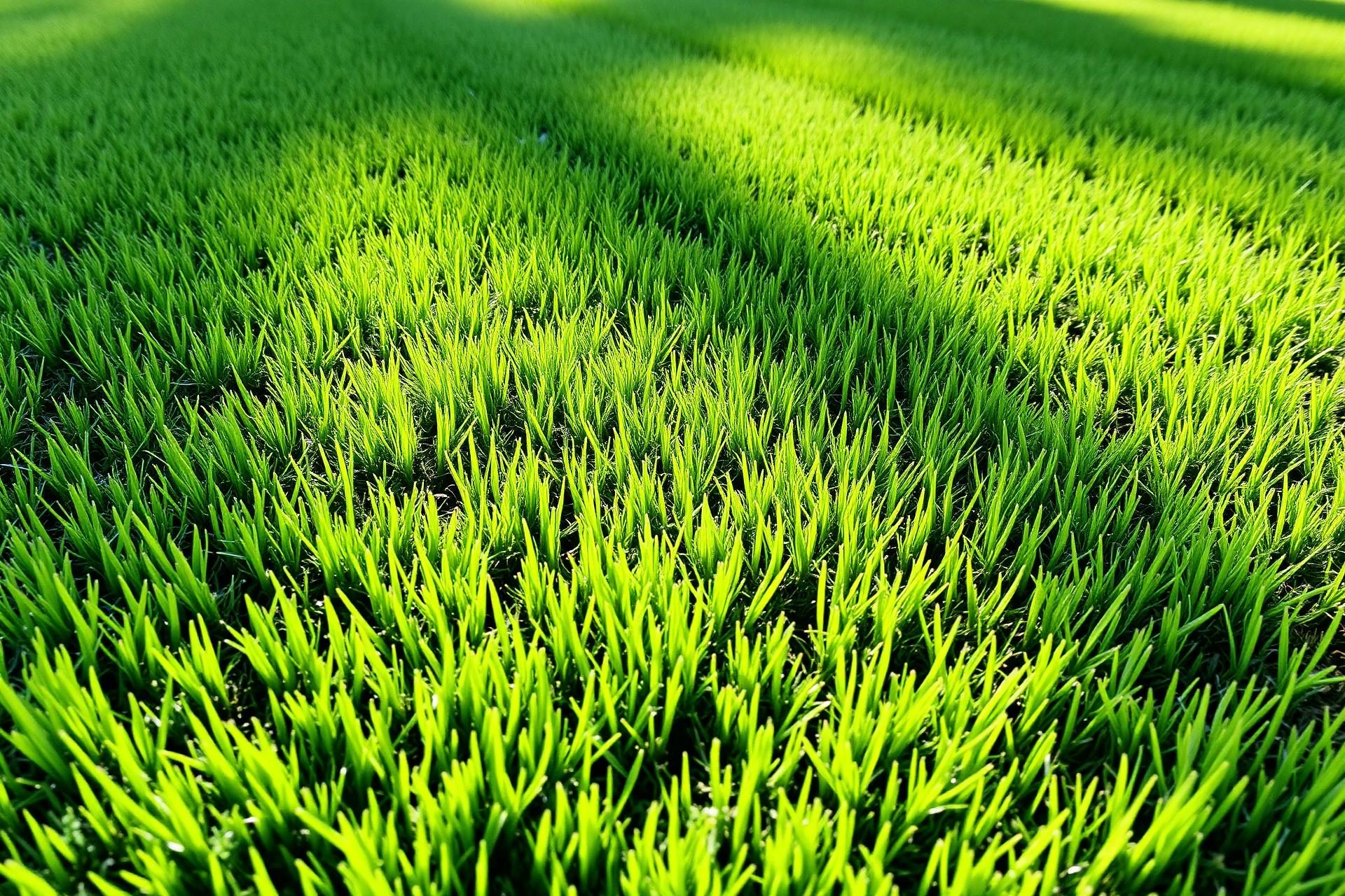 Fresh green lawn